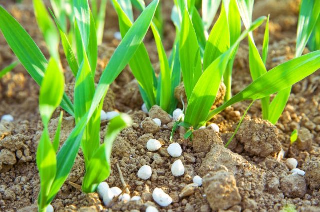 Meksika, çiftçilere ücretsiz gübre desteğinde rekor kırdı