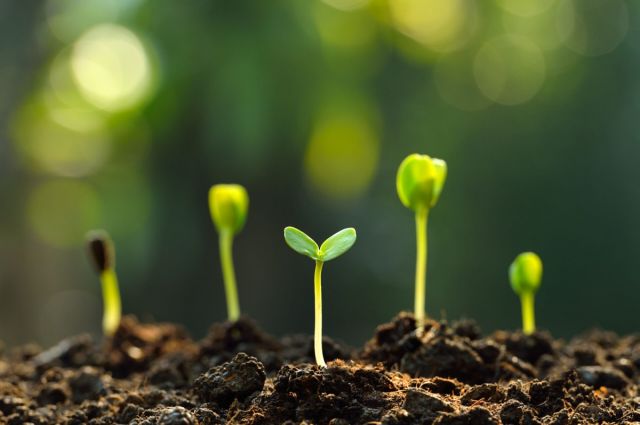 Nature: Tahıllarda Azotlu Gübreyi Azaltacak Keşif Yapıldı