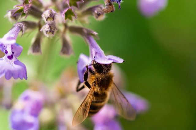 Newcastle Üniversitesi: Stres bombus arılarının görüşünü keskinleştiriyor