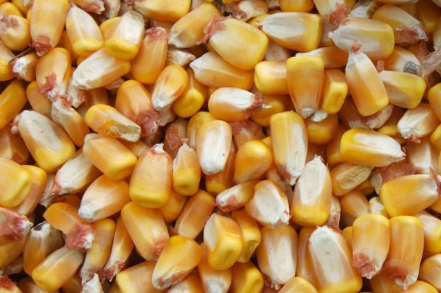 Oman Flour Mills 30 Bin Ton Mısır Alımı İçin İhaleye Çıkıyor
