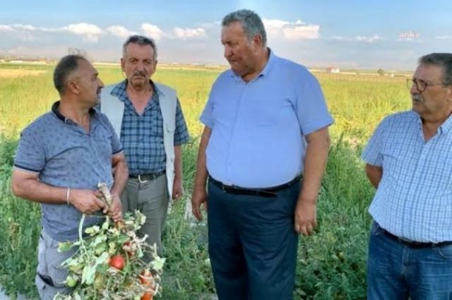 Ömer Fethi Gürer: Serik'te yeşil domates icradan satışta