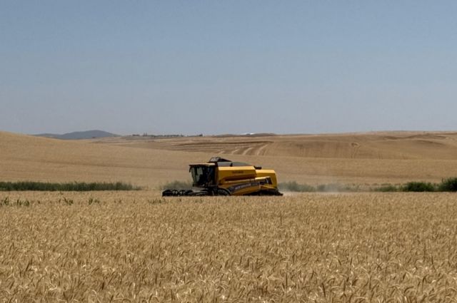 Platts: Karadeniz buğday fiyatları son üç haftanın zirvesinde