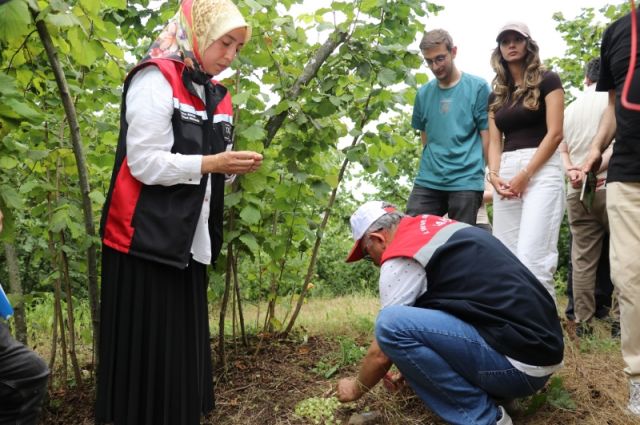 Samsun İl Tarım: Fındıkta rekolte tespit çalışmaları sürüyor