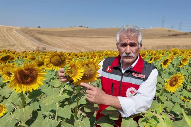 Tekirdağ'dan ayçiçeğinde arıların verimine dikkat çeken uyarı