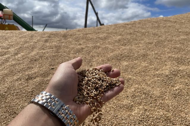 USDA: Arjantin'de buğday üretimi 21,6 milyon tona düşecek
