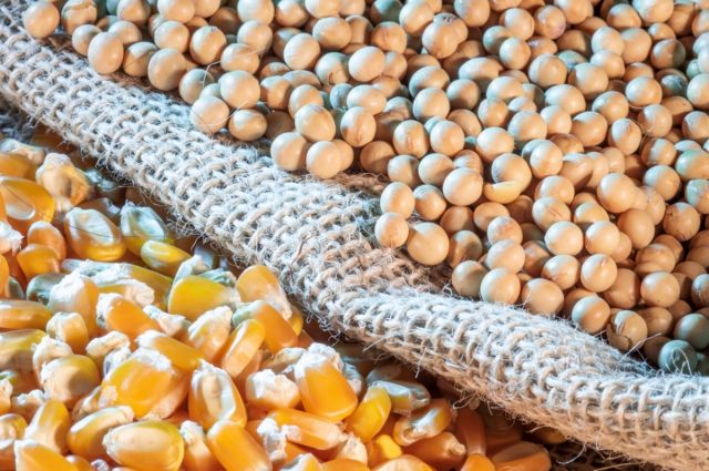 ABD Tarım Bakanlığı: Mısır ve soya ekili alanlar geriledi