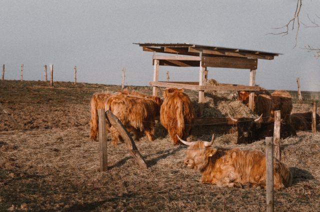 Almanya’da kuraklık ve yem sıkıntısı hayvan satışını artırdı