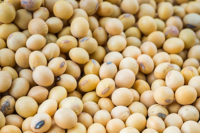 Almanya'da soya ekim alanı 10 yılda yüzde 174,1 yükseldi