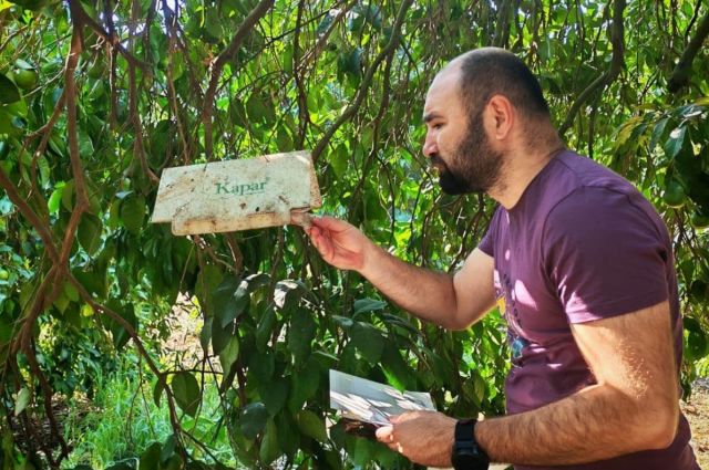 Antalya’da Meyve Sineğine Karşı Tuzak Kontrolleri Yapıldı
