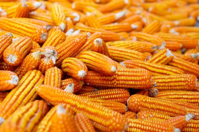 Arjantin'de mısır üretimi 71,5 milyon tonla tarihi rekor kırdı