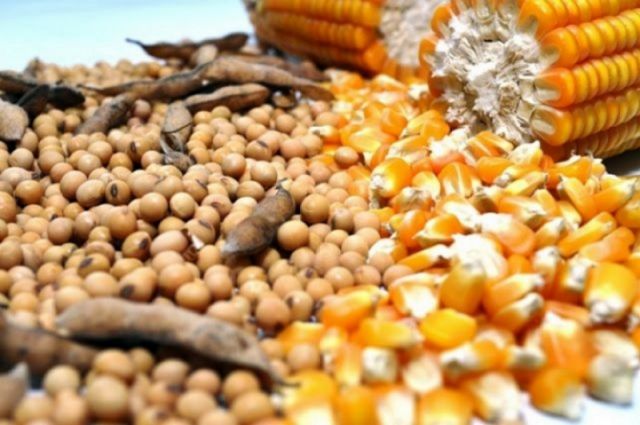 CBOT: Buğday, Mısır ve Soya Vadeli İşlemleri Günü Düşüşle Kapattı