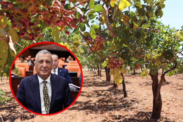 CHP'li Öztürkmen: Boz fıstıkta üretici desteklenmeli