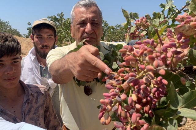 CHP’li Öztürkmen, Suriye’den gelen fıstık için denetim istedi