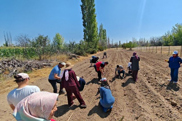 Çumra’da 700 metrekare alanda safran ekimi yapıldı
