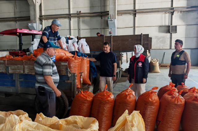 Düzce’de TMO fındık alım sezonuna kilosu 255 liradan almaya başladı