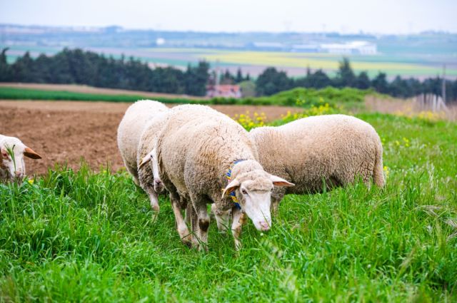 FAO: Koyun eti fiyatları temmuzda yeni rekor kırdı