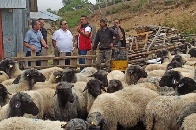 Giresun’da Karayaka koyunu için ıslah çalışmaları sürüyor