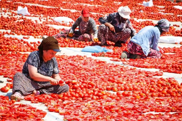 İzmir Büyükşehir Belediyesi, Torbalı’da kuru domatesi destekliyor