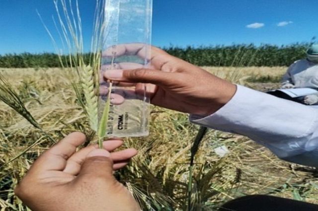 Kazakistan’da kuraklığa dayanıklı yeni arpa çeşidi geliştirildi