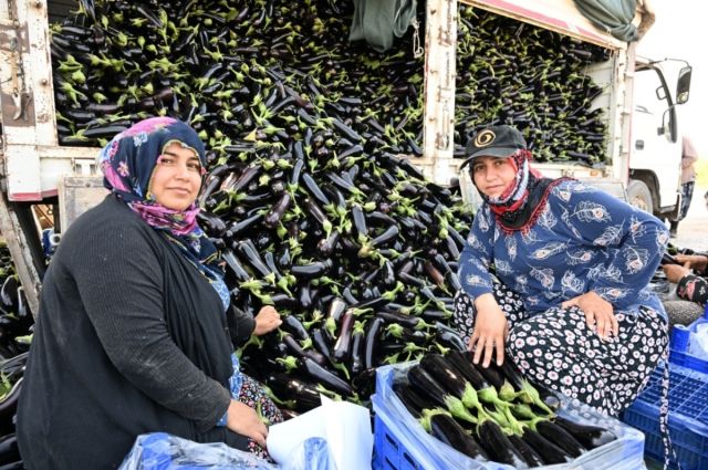 Manisa’da selde zarar gören üreticiye yüzde 100 hibe fide desteği