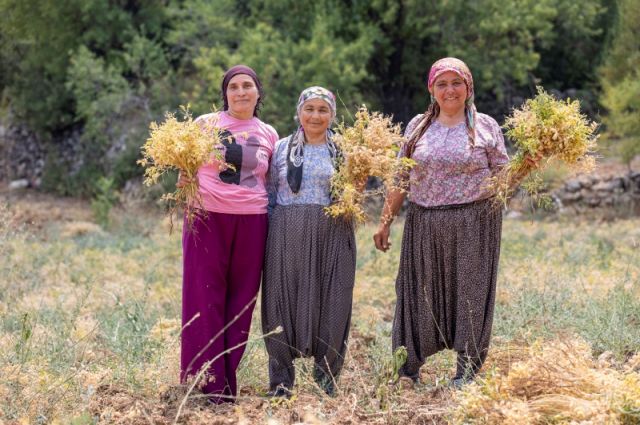Mersin Büyükşehir Belediyesi atalık nohut üretimini destekliyor