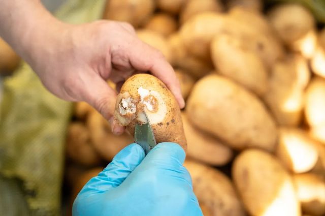 Okinawa Enstitüsü, patates bakterisine karşı virüsü inceledi