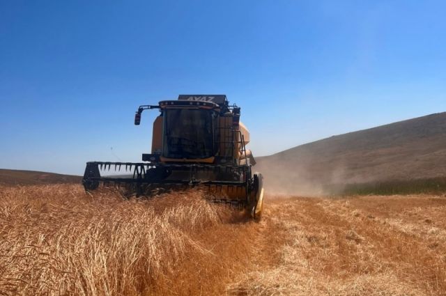 Puratos, Sivas’ta Zerun buğdayında üçüncü hasadı tamamladı