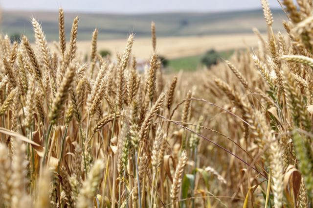 Reuters: Karadeniz gerilimi buğday fiyatlarını yükseltebilir