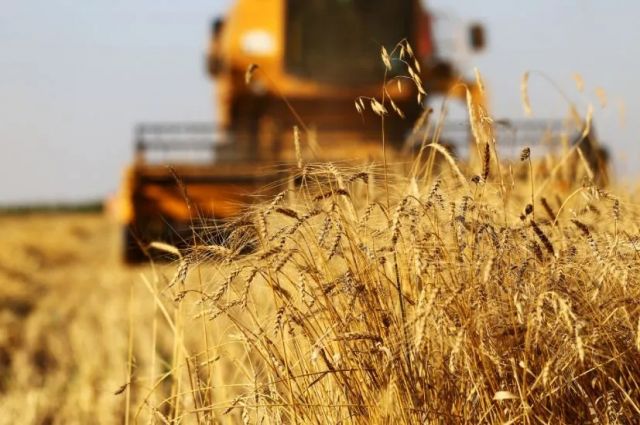 Rus Tahıl Birliği: Rusya'nın buğday ihracatı %17,7 düştü