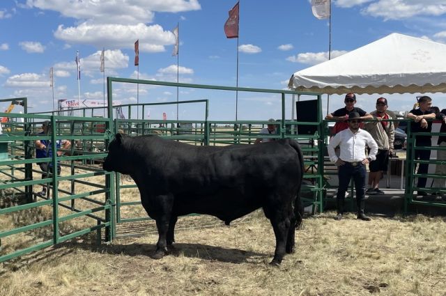 Şampiyon Angus boğası için 15 bin 400 dolar teklif edildi