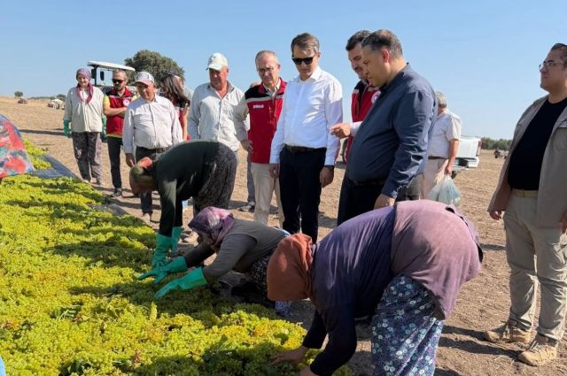 Saruhanlı’da üzüm hasadı sahada takip edildi