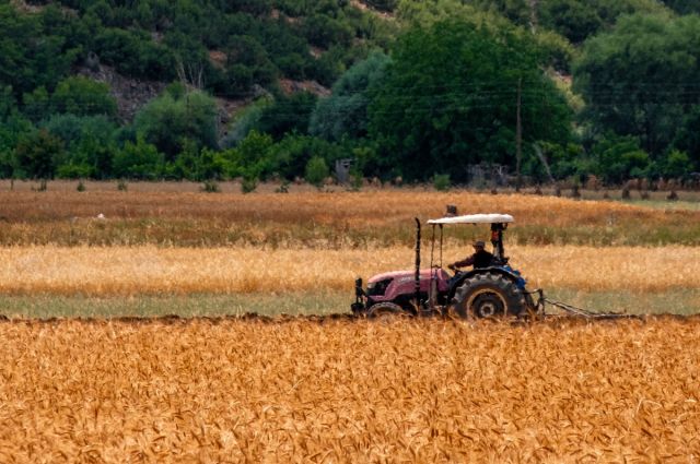 TMO-TOBB: Yulaf yüzde 22, Makarnalık Buğday yüzde 17 Arttı