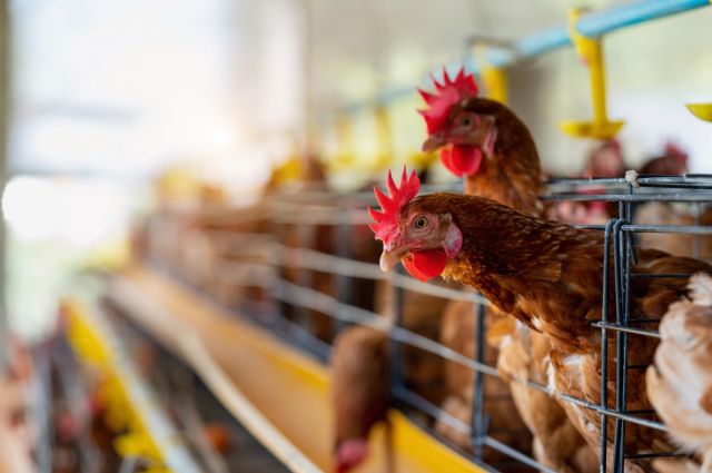 TÜİK: Haziranda tavuk eti üretimi %15, yumurta %21 arttı