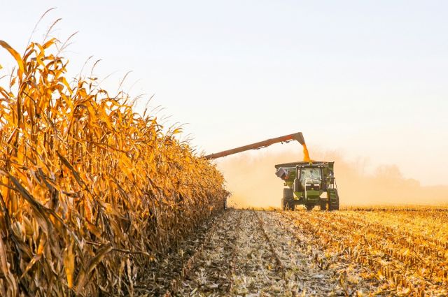USDA Rusya’nın mısır rekorunu yükseltti, AB tahminini düşürdü