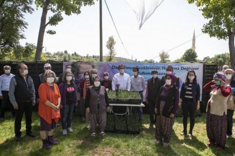 Mersin, Lavanta Üretiminin Merkezi Olacak