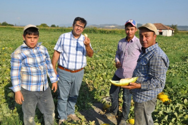 Kırkağaç'ta Kavun Hasadı Başladı