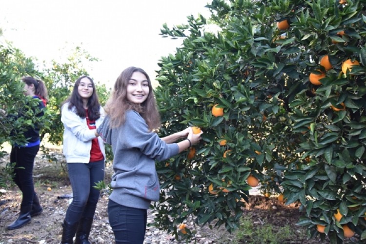 Antalya’da Gönüllü Gençler Portakal Topladı