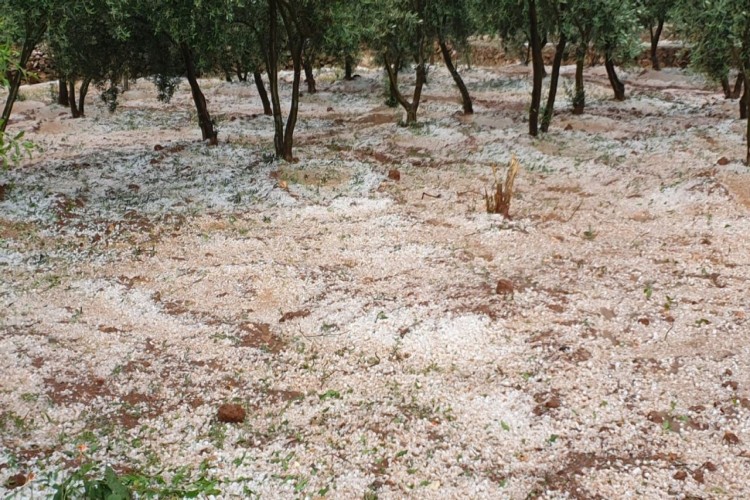 Şanlıurfa'da Etkili Olan Dolu Yağışı Zarar Çok Büyük