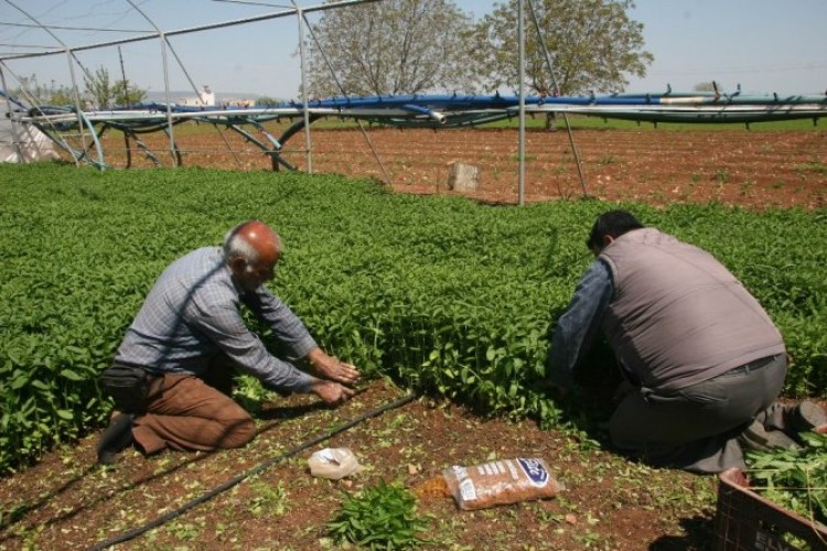 Sokağa Çıkma Yasağı Kilis’te Organik Sebze Talebini Arttırdı