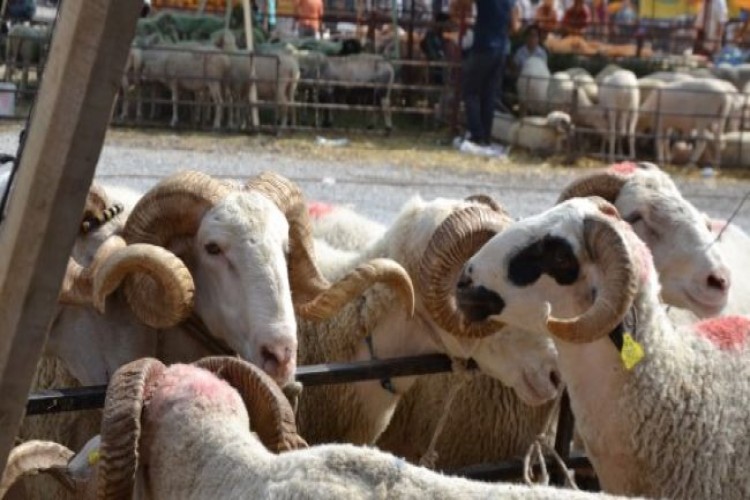 Kurban Bayramı öncesi hayvan satış yerlerine ait tebliğ resmi gazetede yayınlandı