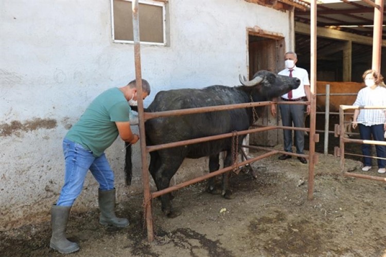 Samsun’da Mandalarda Suni Tohumlama Projesi Başladı