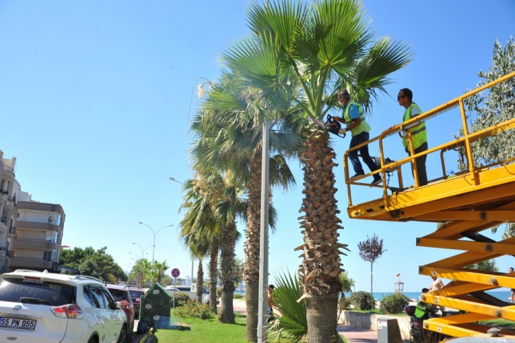 Palmiye ağaçlarının bakımları yapıldı