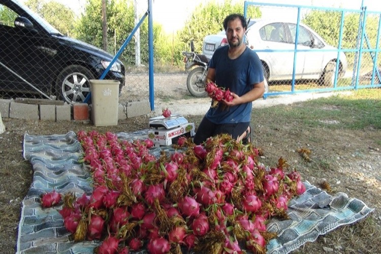 Pitahayanın Tanesi Bahçede 17, Markette 40 Lira