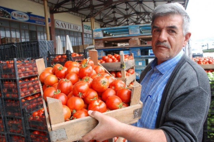 Tokat’ta domates 20 kuruşa düştü