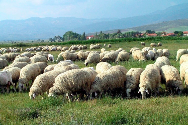 Anaç Koyun Keçi Destekleme Müracaatı Nasıl Yapılır