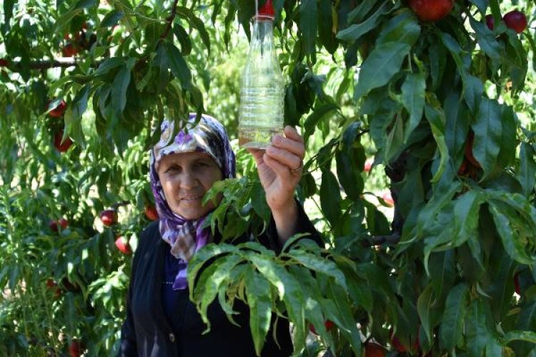 Meyveleri Çürüten Sirke Sineğine 'Sirkeli' Tuzak