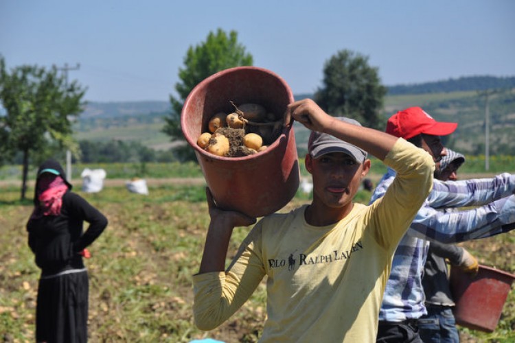 İnegöl'de hasat başladı, patates tarlada 2 lira