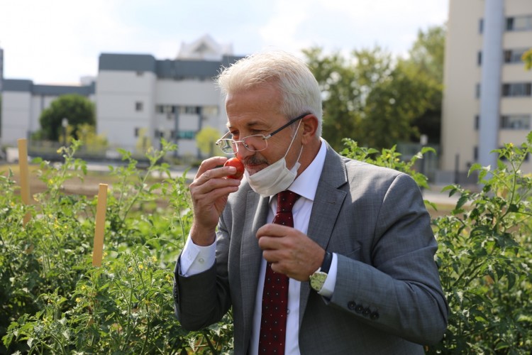 İhsaniye Mini Bostanı’nda hasat zamanı