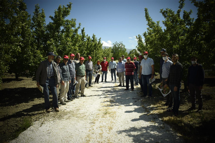 Elmalı’da 212 dekar organik elma bahçesinde