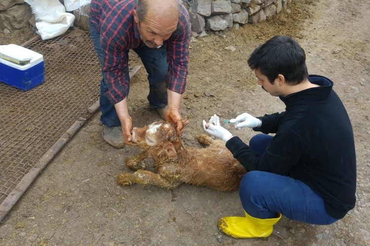 Şebinkarahisar’da Buzağı Sağlığı Projesi Çalışmaları Devam Ediyor